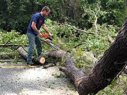 Reliable Cedar Springs, MI Tree Services Solutions